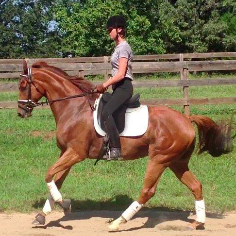 Forrest demonstrates his uphill movement — which is what Pam noticed in his racing video when she decided to purchase him. (Photo courtesy of Pam Stone)