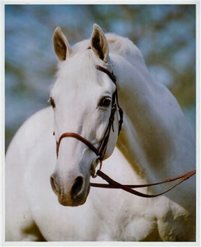 A portrait of Abdullah in Florida when he was in his late 20’s. Photo by Janne Bugtrup