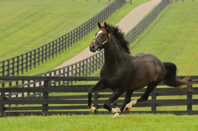 Tiznow, who lives at WinStar Farm in Kentucky, won the Breeders’ Cup Classic in 2000 and 2001. Photo by Lee Thomas