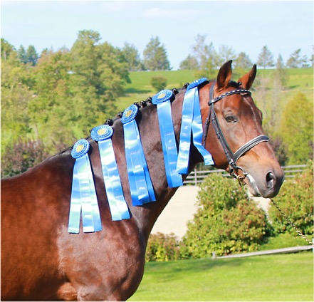 Sir Sinclair, Keur, had an exceptional year as a sire. He won the Get of Sire class at the prestigious Dressage at Devon breed show for a record fifth time. He was awarded the Keur predicate by the KWPN and his oldest offspring are winning at Grand Prix, including the U.S. Dressage Finals Champion, William. Sir was also the number one ranked sire of dressage horses by the United States Equestrian Federation at press time. Photo courtesy of Iron Spring Farm