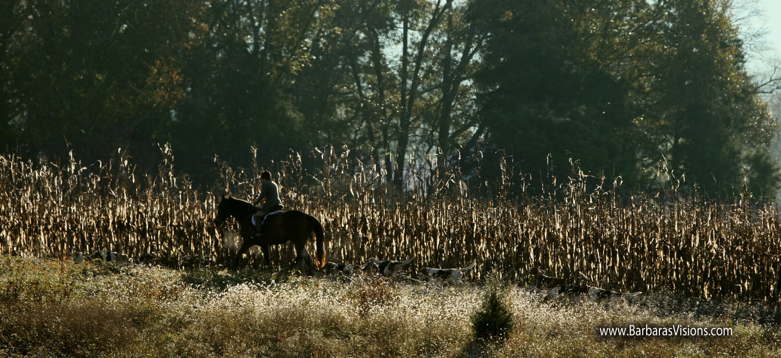Rita Mae on a cubbing hunt, which is a pre-season hunt. As the huntsman, Rita Mae is taking packed up hounds along the edge of a cornfield prior to casting, or sending hounds out to hunt. Foxes will sometimes hide out in a corn field. Photo by Barbara Bower, www.barbarasvisions.com