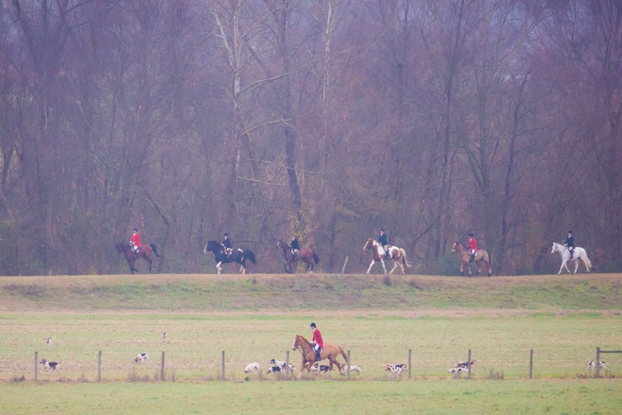 Trey and the Tryon Hounds Photo by Don West Photography