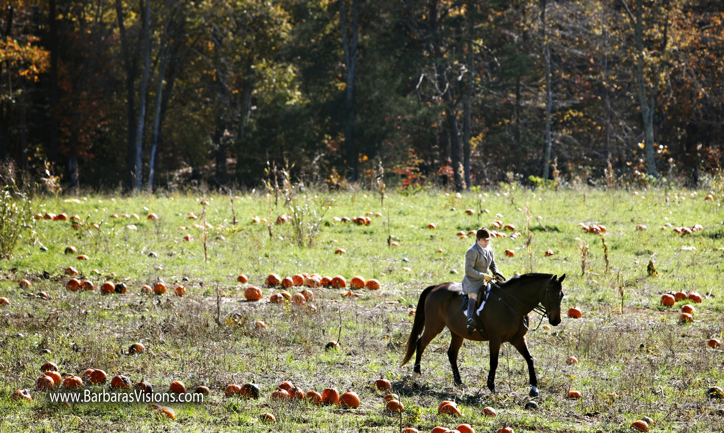 Rita Mae riding through a pumpkin patch during a cub hunt. Photo by Barbara Bower, www.barbarasvisions.com