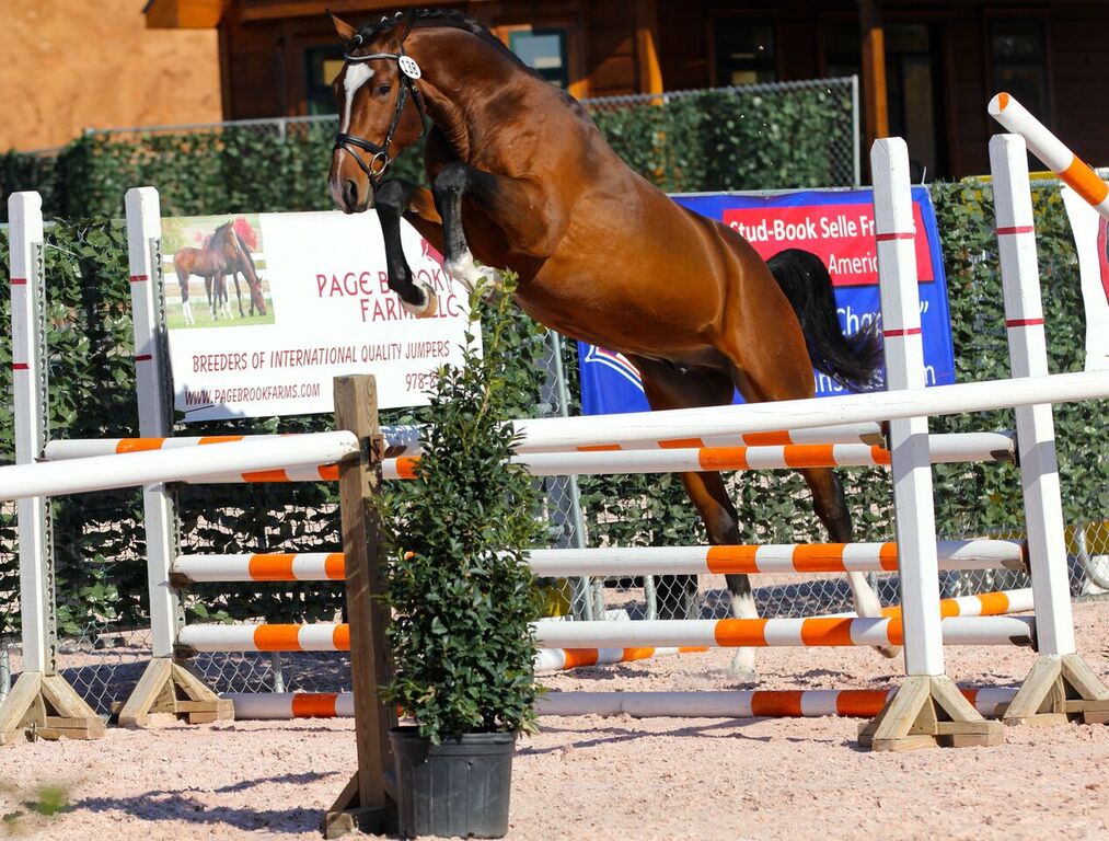 Kimmy’s stallion Bandelero JSF, bred by Jump Start Farm. He recently completed the 70 Day Stallion Test and is approved with GOV, RPSI, and OldNA/ISR. Photo by Kimmy Risser