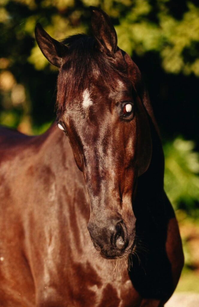 Valiant listening. Photo by Marilyn Fallon 