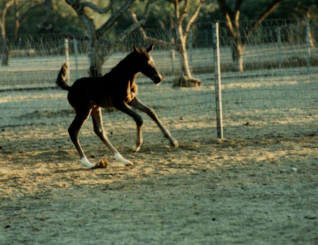 Valiant's first pirouette. Photo by Jeanette Sassoon 