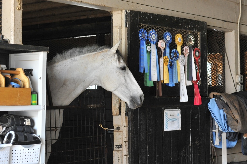 Argyle, an off-the-track Thoroughbred, in the barn.