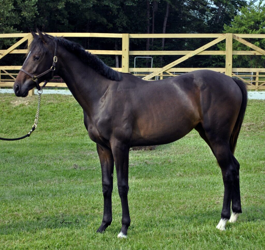 MS McKinna (Numero Uno–Shakira Do Jacare) – 2012 First Premium BWP filly: Shakira’s first foal is athletic with a winning spirit, both vital for a top-level jumper. At her the BWP Keuring, judges remarked on the filly’s modern body type and light, free movement. Photo by Sarah Owen