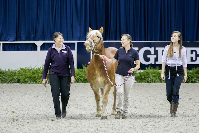Andy, a therapy horse at Loudoun Therapeutic Riding, curls up his lip at the Washington International Horse Show while accepting the Klinger Perpetual Award for Honor & Service. Photo by Lisa Robinson