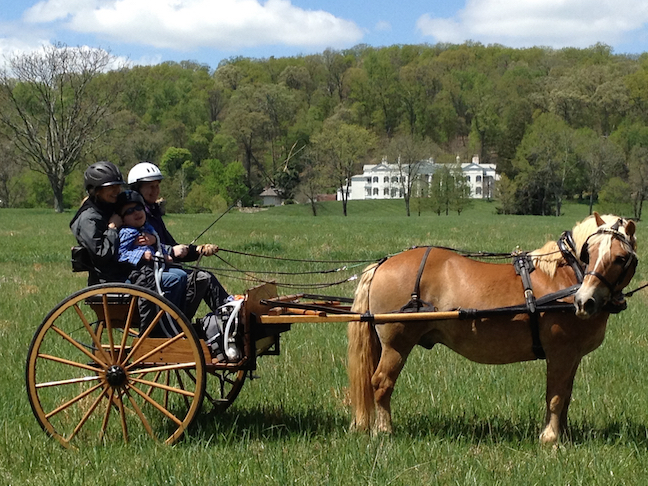 Therapy horse Andy pulls one of the center’s carriages much to the delight of the Loudoun Therapeutic Riding clients. Photo courtesy of Loudoun Therapeutic Riding