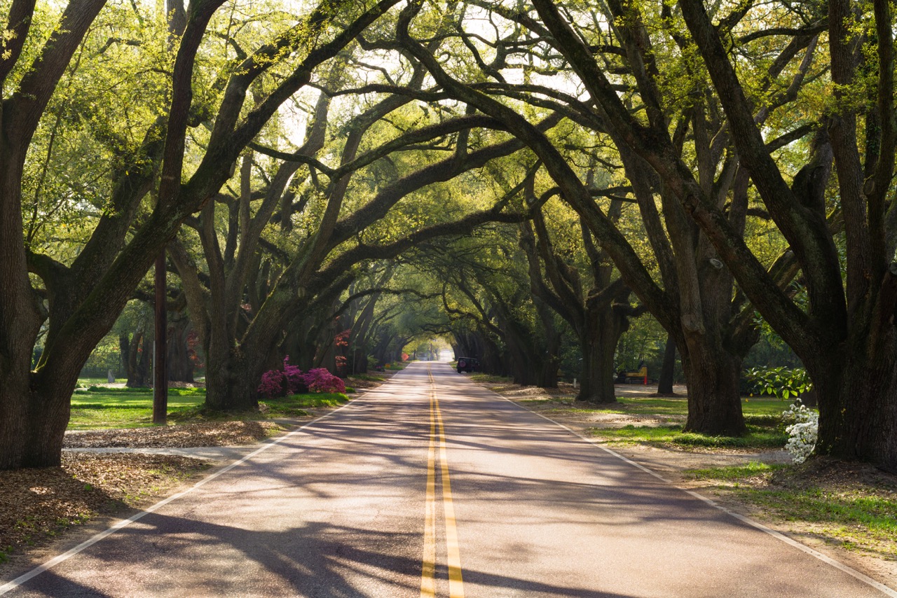 Beautiful tree covered road in Aiken Photo courtesy of VisitAiken, SC