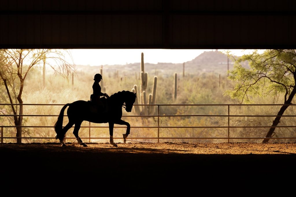 Before focusing on dressage, Cyndi tried everything from jumping and eventing to barrel racing and chasing cows.